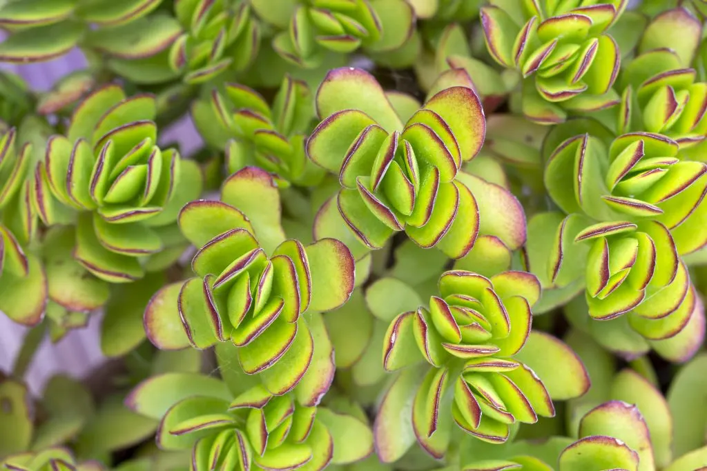Meilleur outil de gestion d’entreprise : avis sur le Bonsai.year – Waxoo.fr
